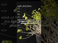 Look at how plants grow towards the light phenomenon called positive phototropism