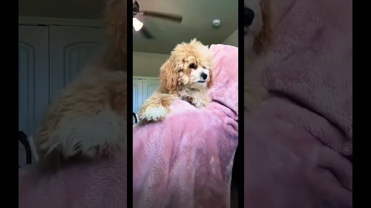 Pet Mom| Emotional Support Animal 