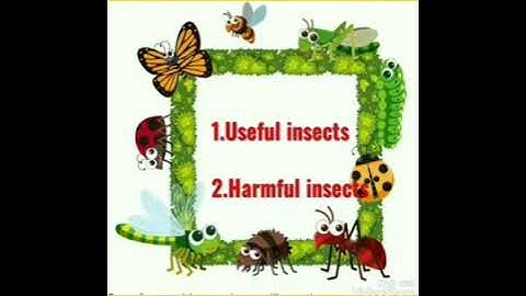 Class-4(lesson-6 Insects)part-1