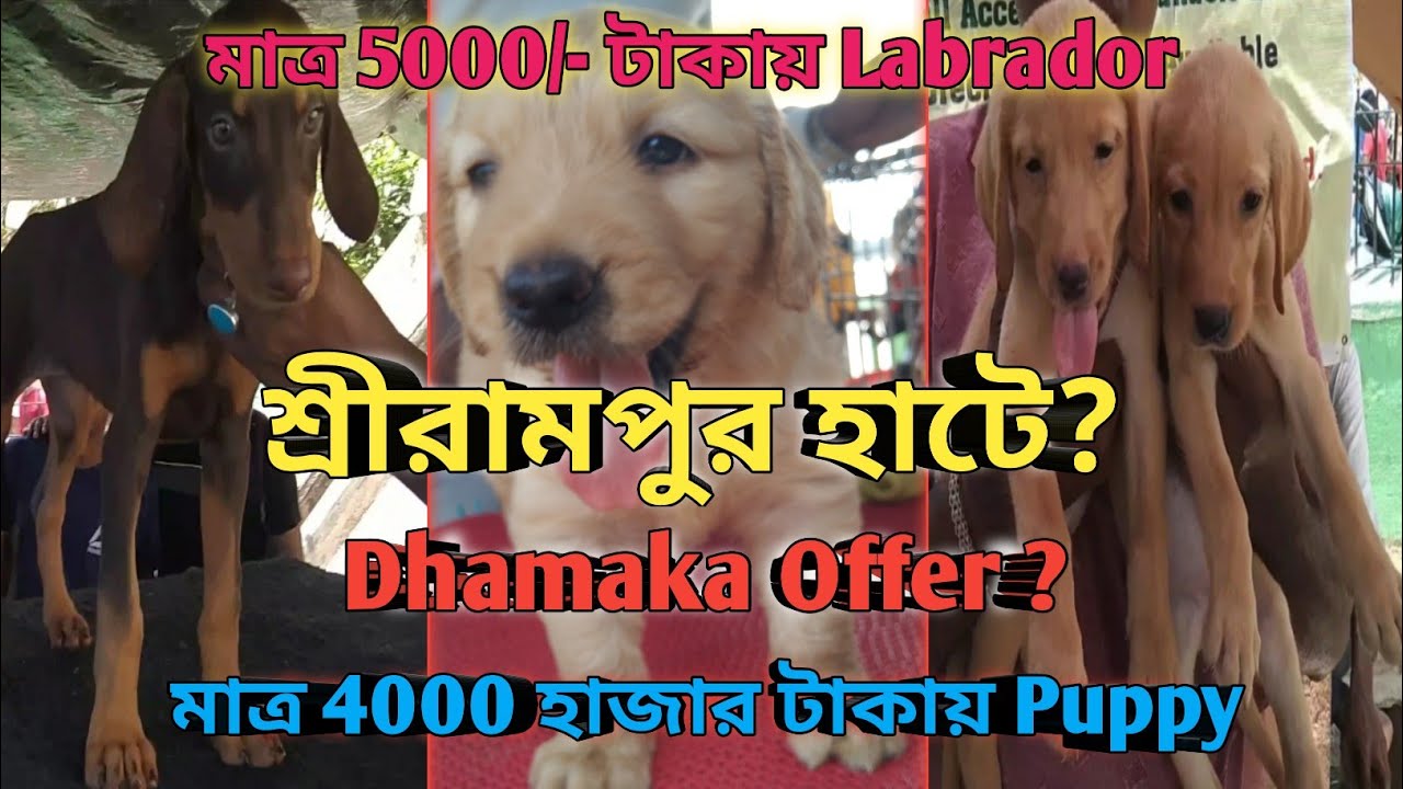 Dog Market Serampore🔥Shrirampur Pet MarketSerampore Pet MarketDog