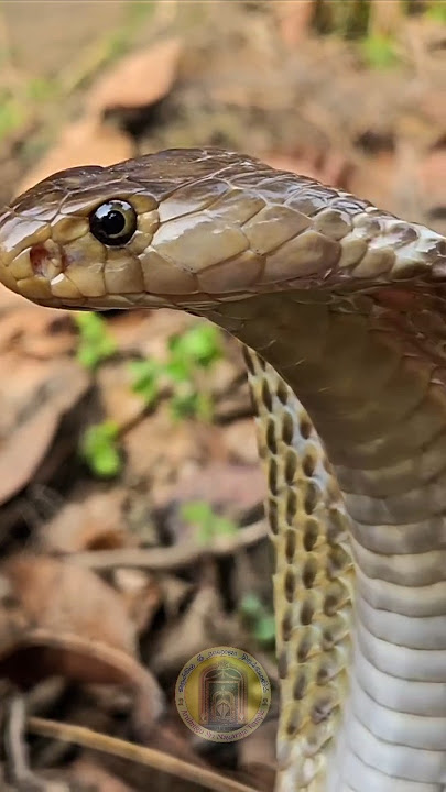 Nagaraja Temple Nagercoil Real snake #snaketemple  #snake #shorts 🐍🐍🐍 king of the snake