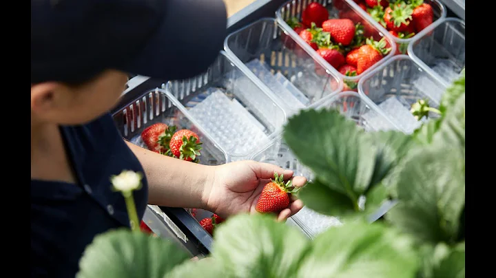 Hugh Lowe Farms -  2019 season apply now!