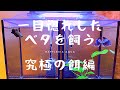 【＃5】究極の餌・・・？これならうちのベタでも食べられるかも！？～メスベタの行方は・・・？【ベタ】【ダンボ】【プラカット】[熱帯魚][アクアリウム][水槽][初心者][飼育方法][混泳][小型水槽]