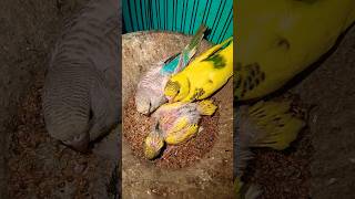 cat and bird YouTube mix video