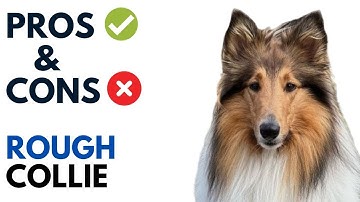 Rough Collie Pros and Cons | Long-Haired Collie Advantages and Disadvantages