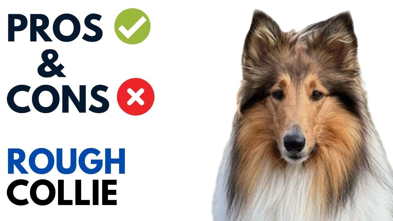 Sheltie Names Cute Sheltie Names