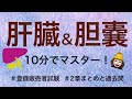 【2章肝臓と胆のう】薬剤師が解説する登録販売者試験