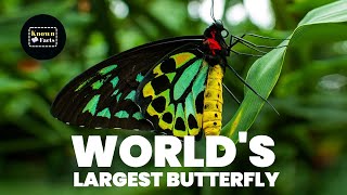 World's Largest Butterfly  The Majestic Queen Alexandra's Birdwing