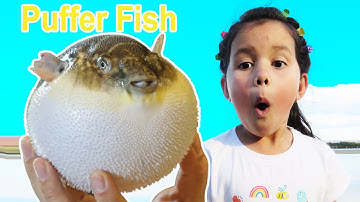 Sea Creatures For Kids Puffer Fish Puffing Up With Zoe CRABS SNAILS!!