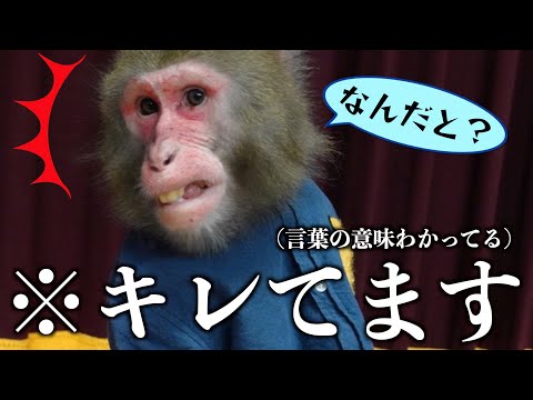 お猿さんに「大好き」の言い方で「大嫌い」と言ってみたら…天才でした。