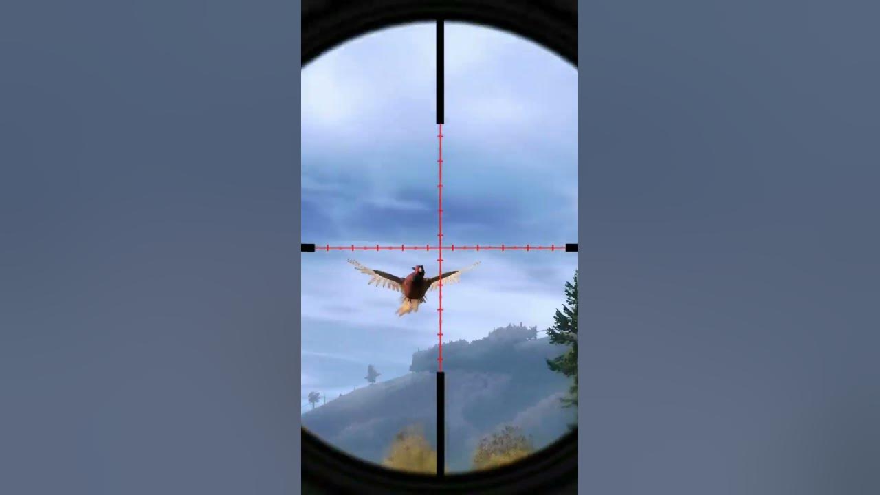 How to hunt a pheasant with the .22 Air rifle The Hunter Classic