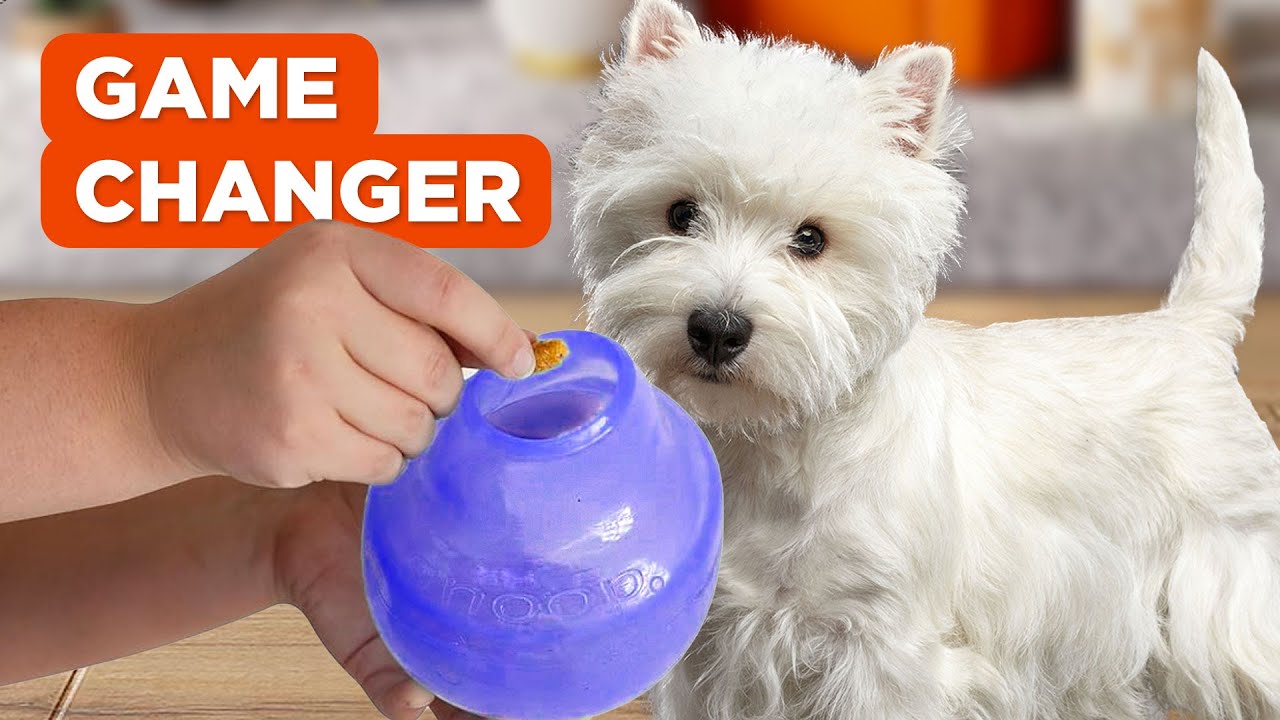 20 Best Interactive Dog Toys 2023 - Best Toys to Keep Dogs Busy