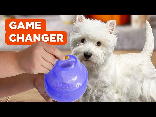 Is your dog home alone?: 6 toys to keep him busy – Wagr Petcare