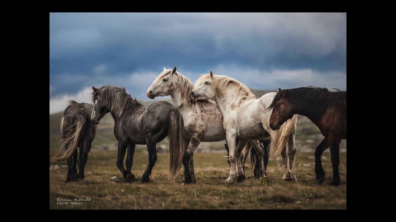 best horse websites horse facts and information horses for sale in