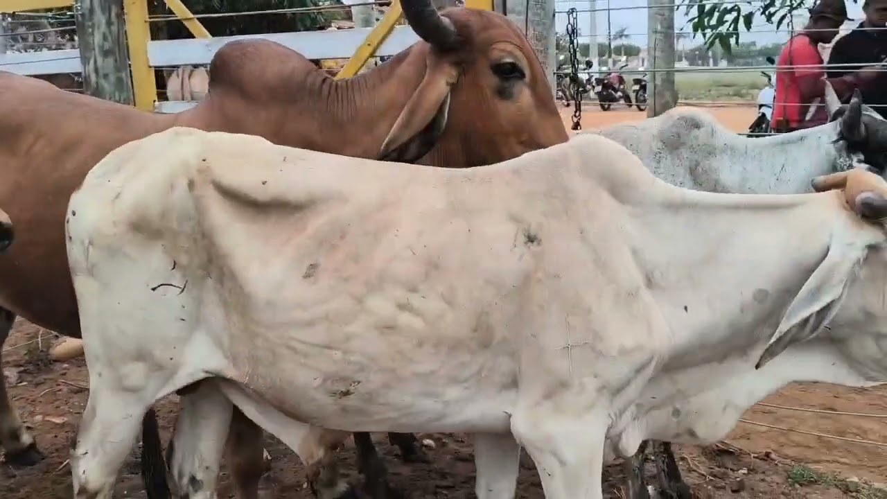 FEIRA DO GADO EM CIPÓ BA