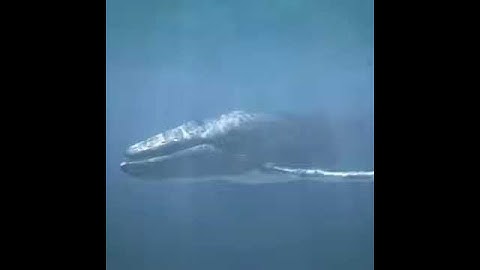 Rigged and Animated Whale for 3ds Max, 3D Studio, Cinema 4D, Lightwave, and Maya