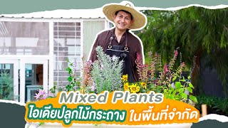 Mixed Plants ไอเดียปลูกไม้กระถาง ไม้ดอกในพื้นที่จำกัด