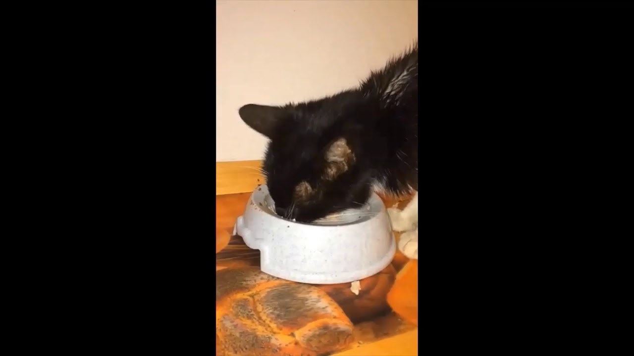 Zahnschmerzen bei Katzen Das OnlineMagazin so vielseitig wie das Leben