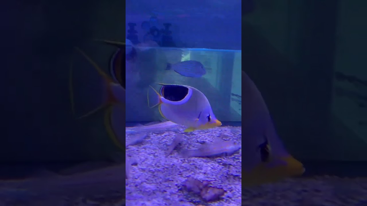 새들백나비 Saddleback Butterfly fish 