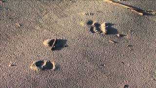 Oneill Outside - Coastal Hog Control - Ossabaw Island - 2013