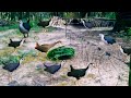 Amazing Bird Trap White breasted Waterhen | Jal_Murgi_Bird Video 