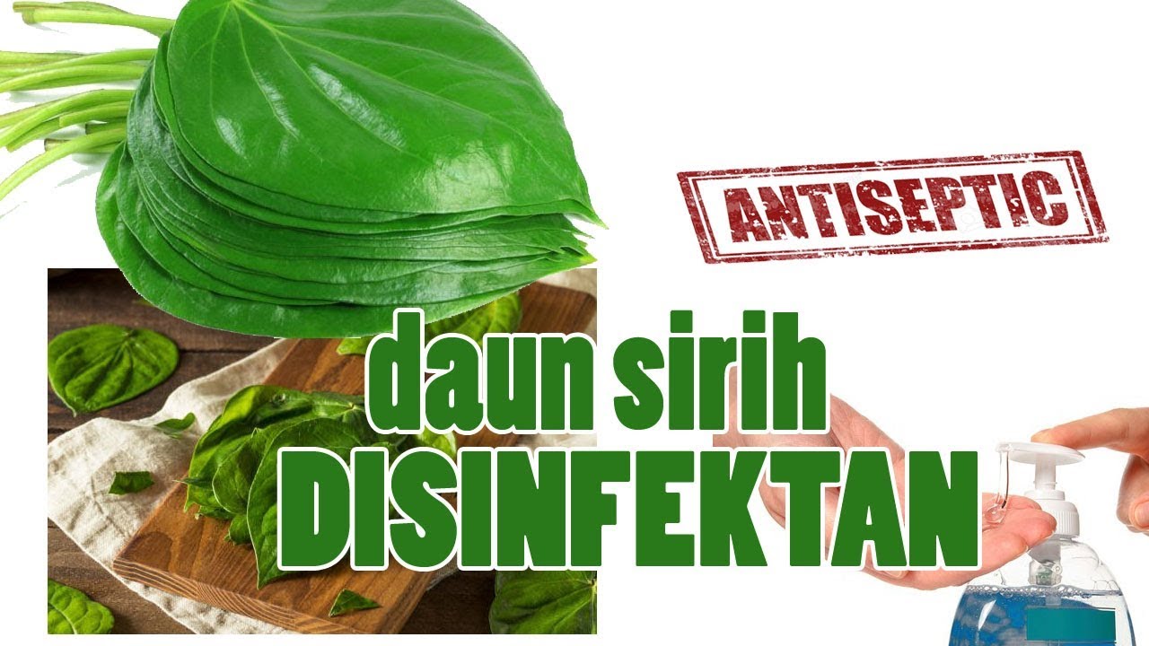 KHASIAT DAUN SIRIH UNTUK DISINFEKTAN SEMPROT KANDANG 