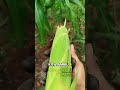 Testing Perdana Panen Jagung Manis