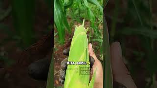 Testing Perdana Panen Jagung Manis