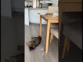 My Silly Cat Wants Milk
