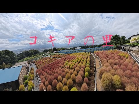 [4K] 眺望抜群♪「 コキアの里」神奈川県松田町 2025.10.5
