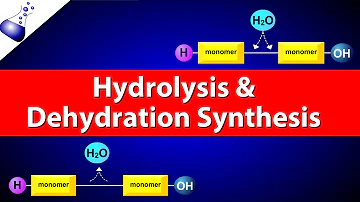 What does dehydration synthesis create?