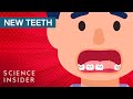 Understanding Tooth Regrowth in Animals and Humans