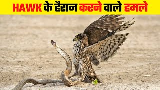 Hawk के खूंखार हमले | Dangerous Hawk Attacks