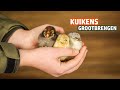Kuikens opvoeden: Verblijf inrichten π₯