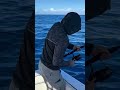 Two cobia ah ah ah!