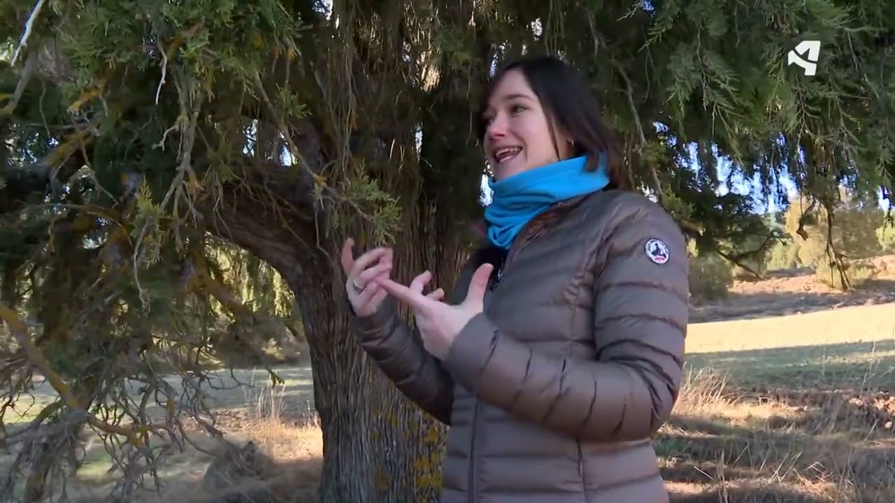 Manzanera - Menudo ejemplar - Menudo es mi pueblo