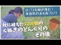 【山づくり】木こりの夫婦がはじめた、どんぐりの森づくり｜クヌギ1200個は発芽したのか？【広葉樹林】