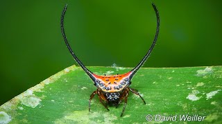 Demon Horned Orb-Weaver Spider | Viewer Beware