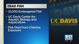 Investigation opened after 21,000 fish died at UC Davis Center for Aquatic Biology and Aquaculture