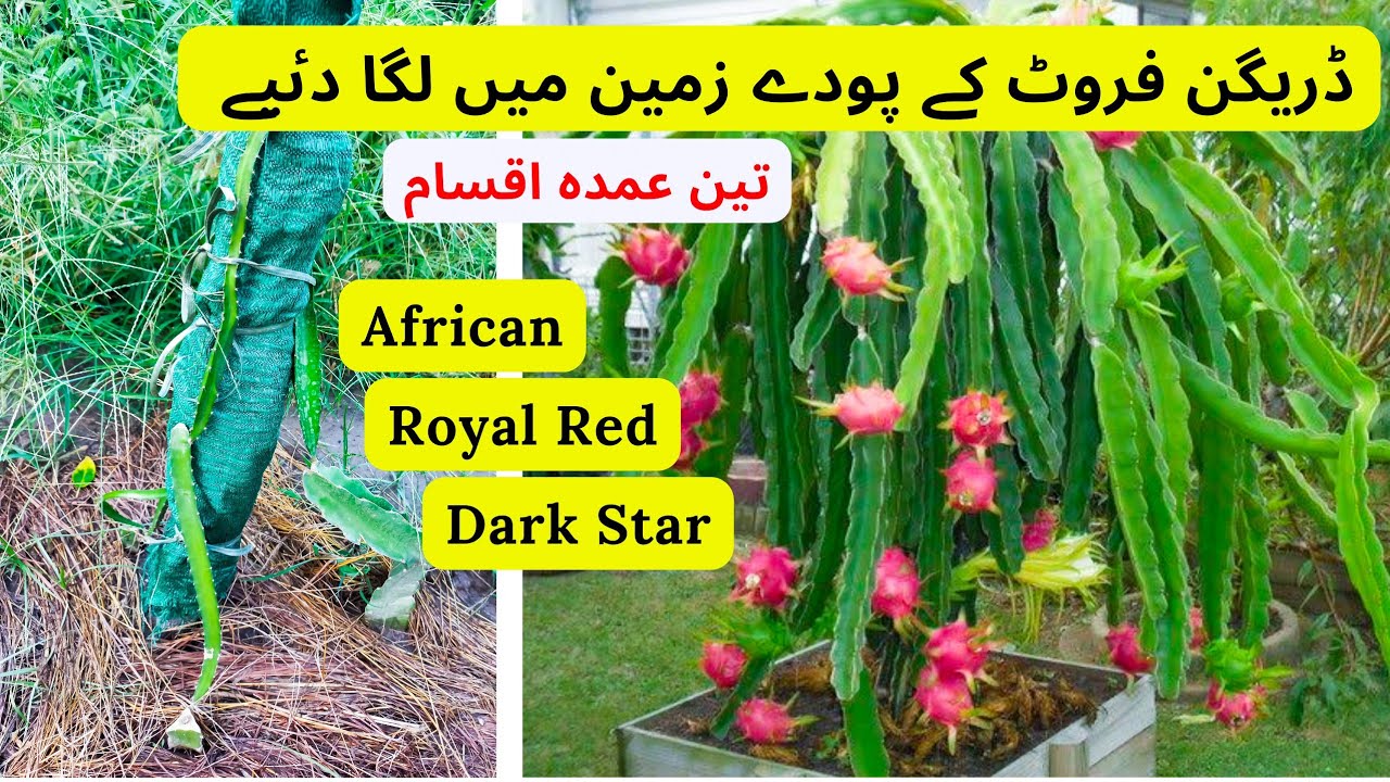 3 Amazing Varieties Of Dragon Fruit Afirican, Dark Star, Royal Red