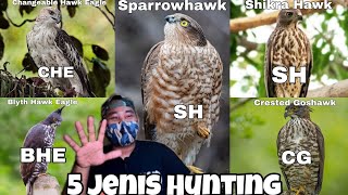 🔴 5 Jenis Helang Hunting(Memburu) / Jenis-jenis Burung Helang Malaysia