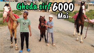 sabse saste ghode in Hyderabad | horse in Hyderabad bandlaguda | poni horse in hyd