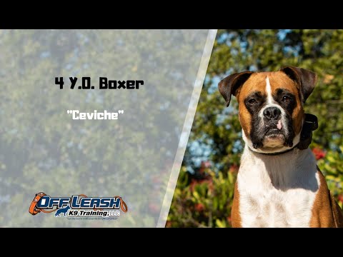 BOXER / DOG TRAINING