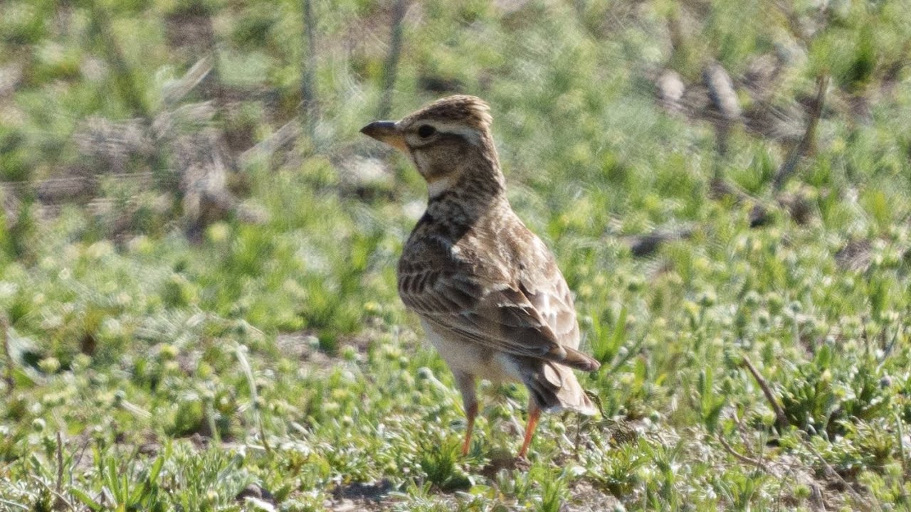Bimaculated Larks feeding and singing