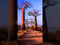 Unusual travel destinations, Madagascar. #shorts #travel #madagascar