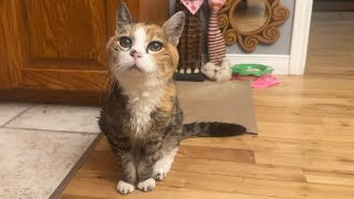 🔉So Much Catitude 😳 4 Cats Morning Routine MaineCoonCapers #catchannel #artwork #catvideos
