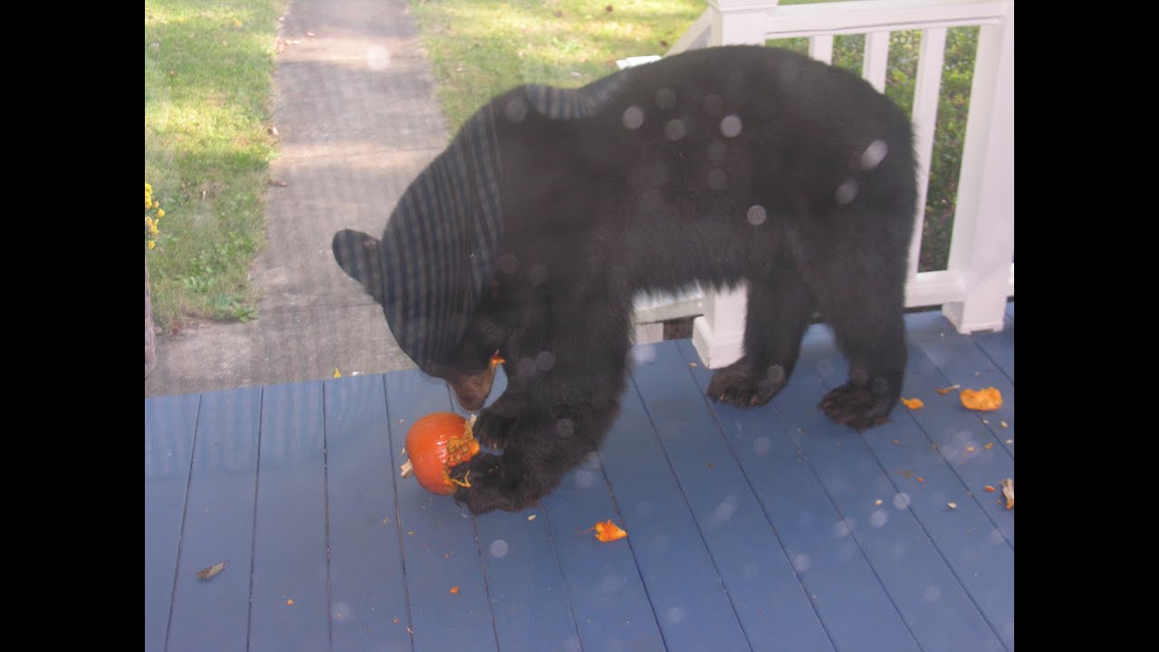 Bear Visits Front Porch YouTube