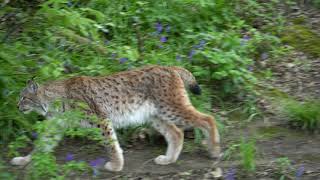 LYNX at the wild project in 4k