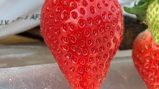 Fragola su fibra di cocco