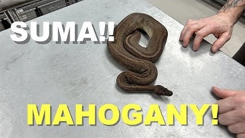 "Featured Morph" Mahogany Ball Python Gene !!